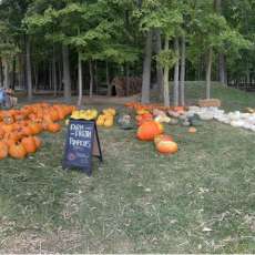 Pre Picked Pumpkins