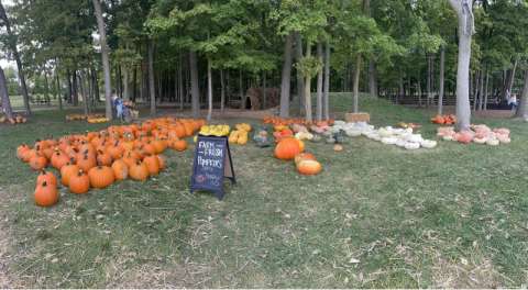 Pre Picked Pumpkins