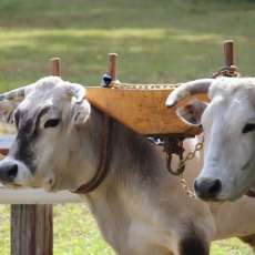 Sterling Fair Oxen Pull