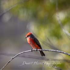 Vermillion Flycatcher Juvenille
