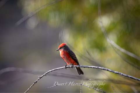 Vermillion Flycatcher Juvenille