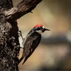 Woodpecker, Acorn