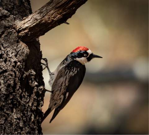 Woodpecker, Acorn