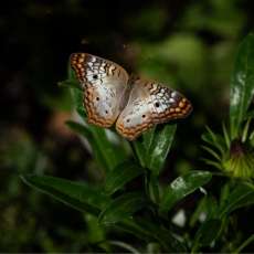 Butterfly, White Peacock Digital Download