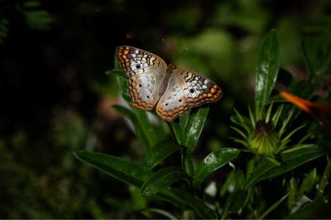 Butterfly, White Peacock Digital Download