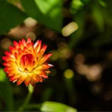 Orange Strawflower