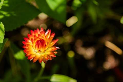 Orange Strawflower