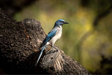 Mexican Jay