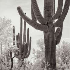 Saguaro Trio