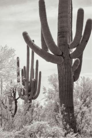 Saguaro Trio