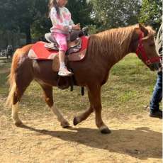 Prince-Chateau Ponies