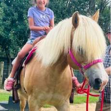 Molly-Chateau Ponies