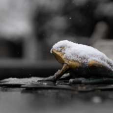 Winter Frog 2