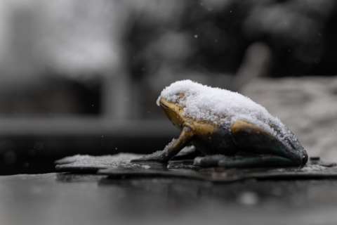 Winter Frog 2