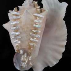 Blister Pearl Pendant with Stick Pearls and Mop of Pearl Chips for necklace