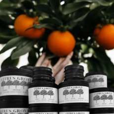 Citrus Grove