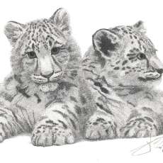 Siblings (Snow Leopard Cubs)