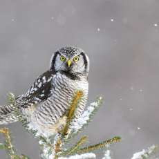 Jeffrey Pridgeon Jeffrey Pridgeon