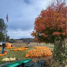 The Pumpkin Patch