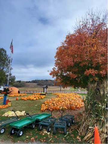 The Pumpkin Patch