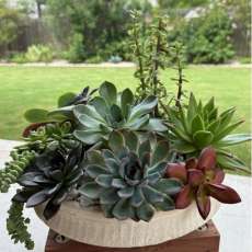 Ceramic Succulent Container