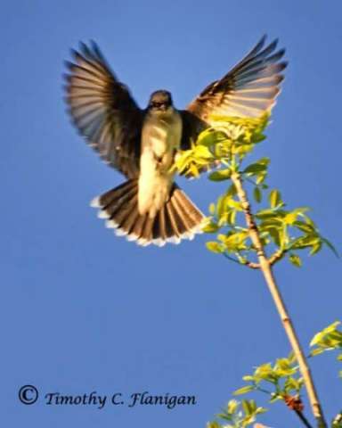 Photographing Wildlife and Nature