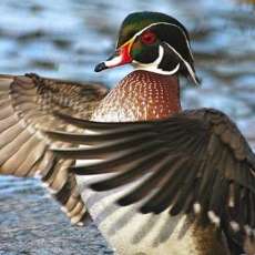 Wood Duck Drake - Standing Ovation