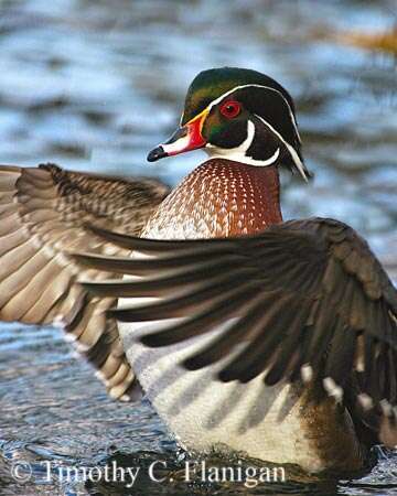 Wood Duck Drake - Standing Ovation