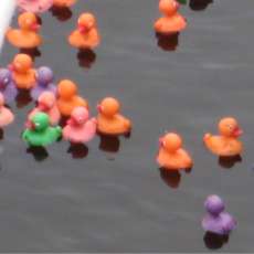 Ducks Floating During Race