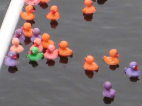 Ducks Floating During Race