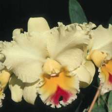 CATTLEYA GOLDENZELL BLOOM