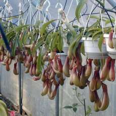 BUG EATERS- NEPENTHES PITCHER PLANT