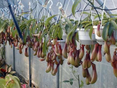 BUG EATERS- NEPENTHES PITCHER PLANT