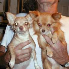 Long haired chihuahua pair