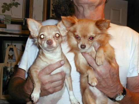 Long haired chihuahua pair