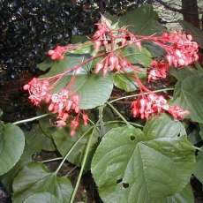 PERENNIAL  RED FLOWERED SHRUB