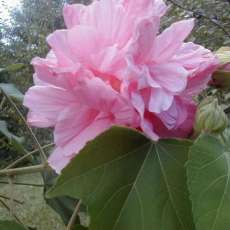 PERENNIAL CONFEDERATE ROSE