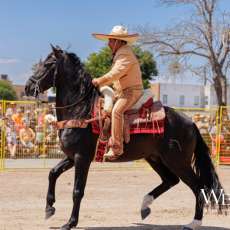 Horse Show