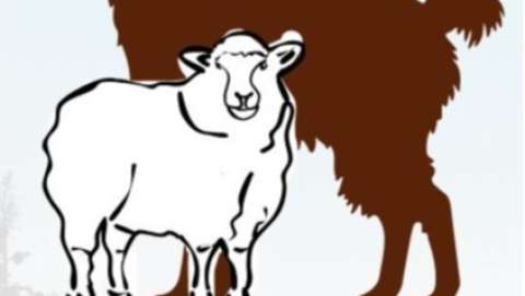 Mountain and Valley Fiber Arts Festival