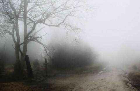 The Foggy Woods