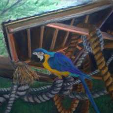 Parrot at Play