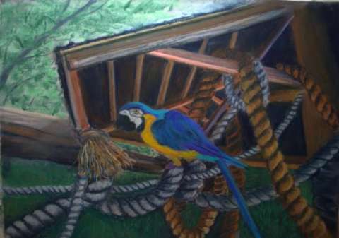 Parrot at Play