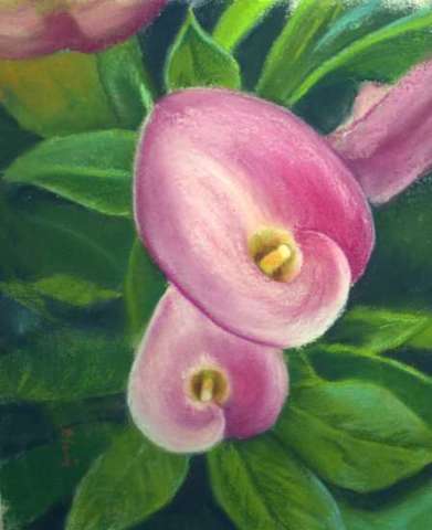 Callie's Calla