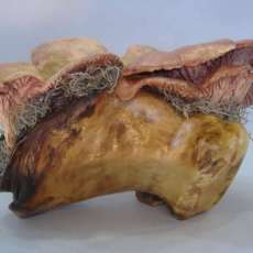 Mixed Clay/Wood Mushroom Dish