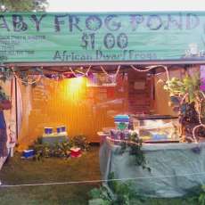 Live African Dwarf Frog Pond