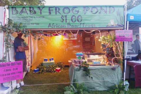 Live African Dwarf Frog Pond
