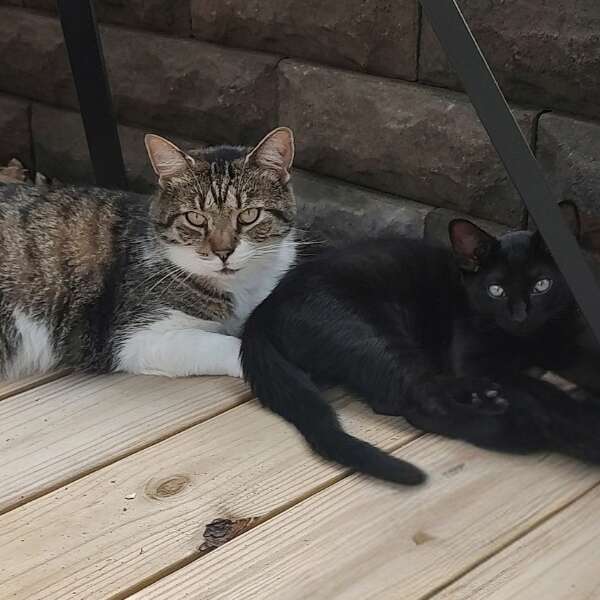 Cats