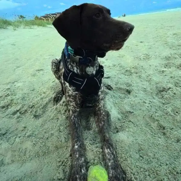 Doggo