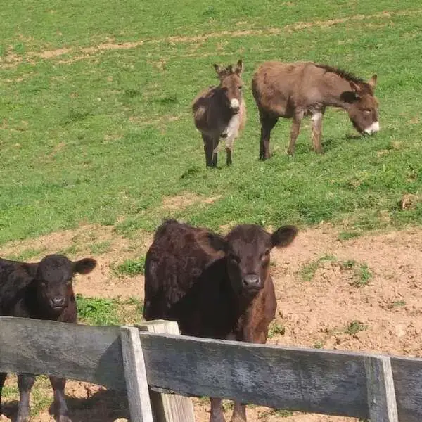 Farm animals