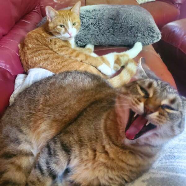 Kitties
